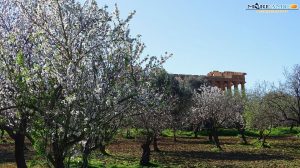 mandorli in fiore agrigento