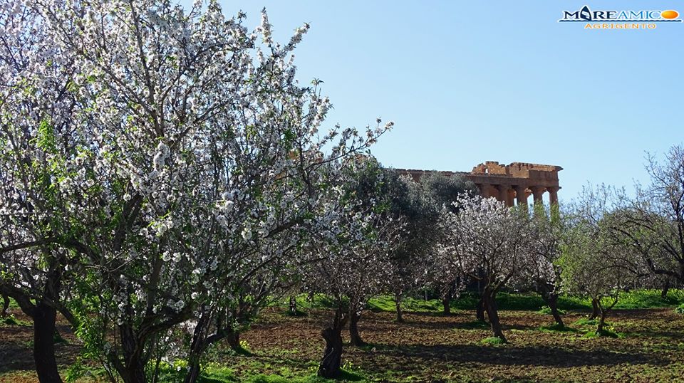 mandorli in fiore agrigento