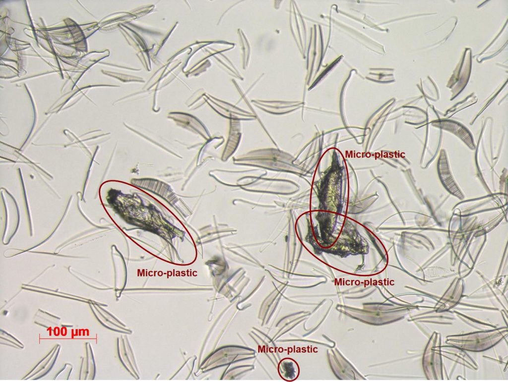 microplastiche
