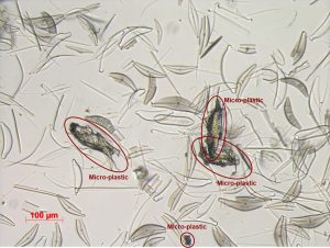 microplastiche
