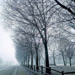 Gelo e Nebbia, l’Inverno padano: a Milano minime di -6°C, temperature ferme a -3°C in pieno giorno. Lo spettacolo della Galaverna [FOTO]
