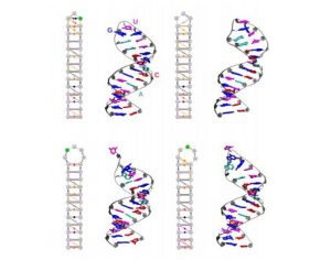 rna