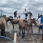 Filippine, segni di vita nella devastazione provocata dall’eruzione del vulcano Taal: salvati alcuni animali dall’isola di Luzon [FOTO]