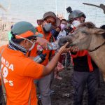 Filippine, segni di vita nella devastazione provocata dall’eruzione del vulcano Taal: salvati alcuni animali dall’isola di Luzon [FOTO]
