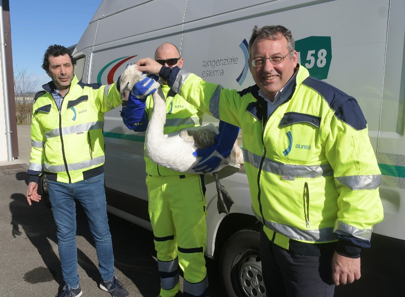 A58-TEEM cigno reale