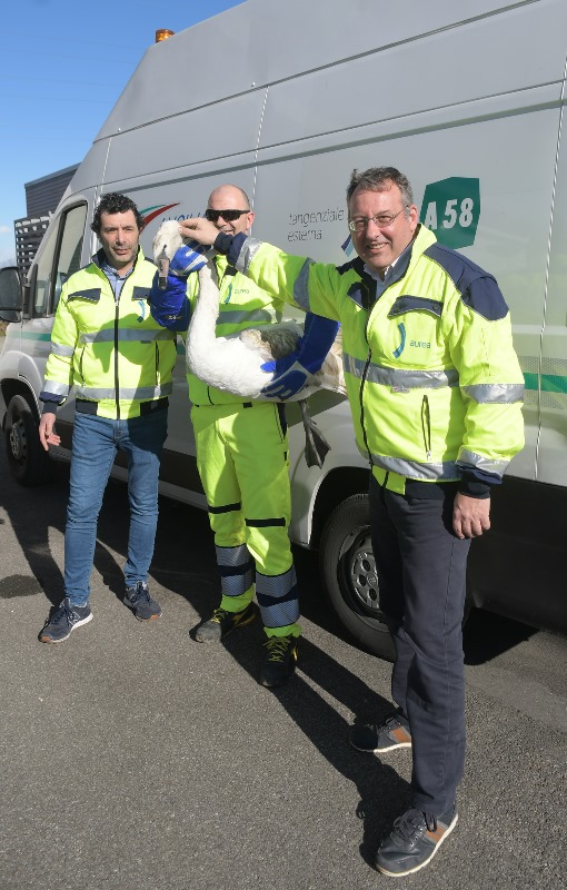 A58-TEEM cigno reale