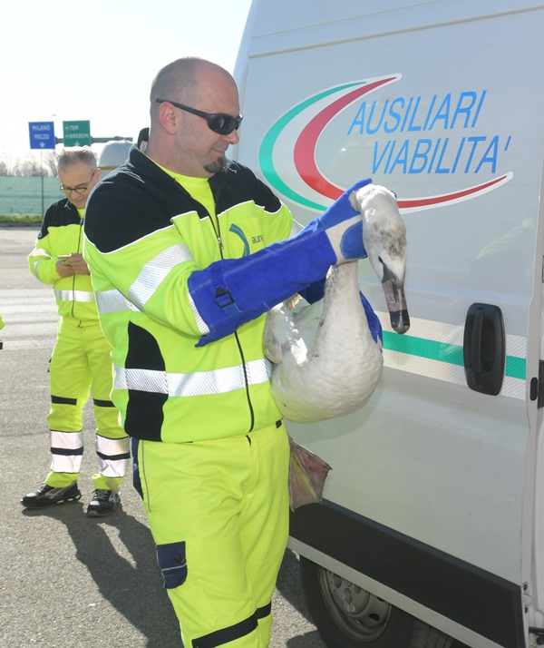 A58-TEEM cigno reale