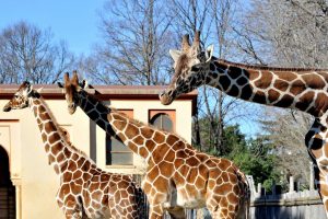 giraffe