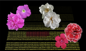 petaloso