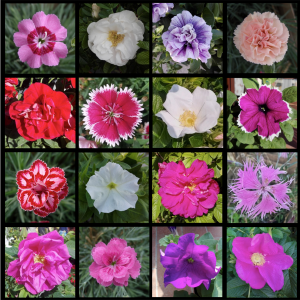 petaloso