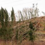 Tempesta Ciara, in Austria venti a 150km/h: devastata un’intera foresta [FOTO e VIDEO]