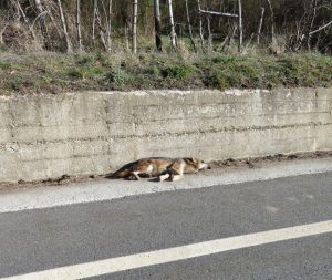 Lupo morto a S.G.in Fiore