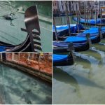 Il Coronavirus ferma Venezia e l’acqua dei canali torna limpida e popolata dai pesci [FOTO e VIDEO]