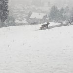Maltempo, crollano le temperature e torna la neve al Nord-Est: Trentino Alto Adige imbiancato, oltre 30cm sulle Dolomiti [FOTO e VIDEO]