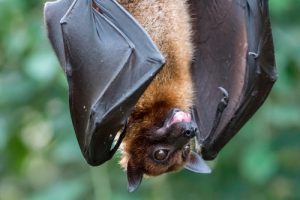 pipistrelli