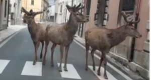 cervi villetta barrea