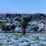 Maltempo, nevicata primaverile in Puglia: “Il clima pazzo ha dato il colpo di grazia all’agricoltura”[FOTO]