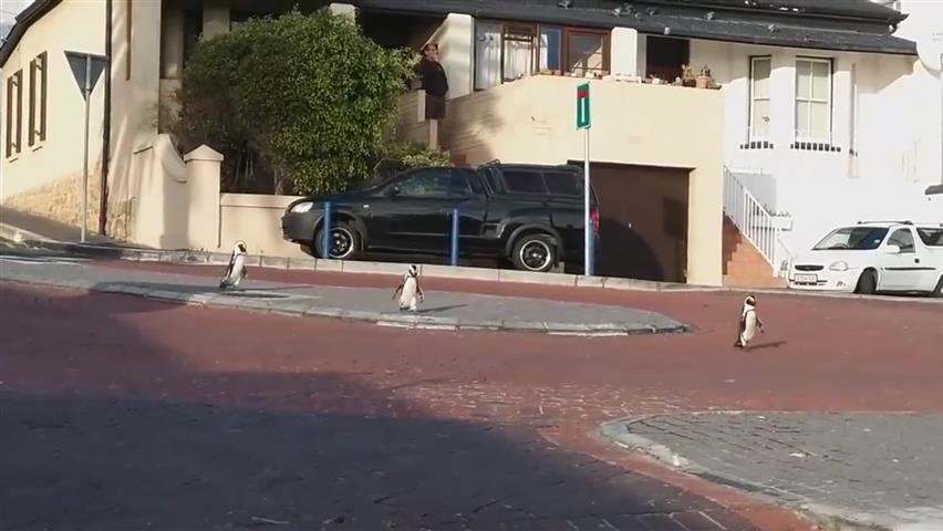 pinguini città del capo