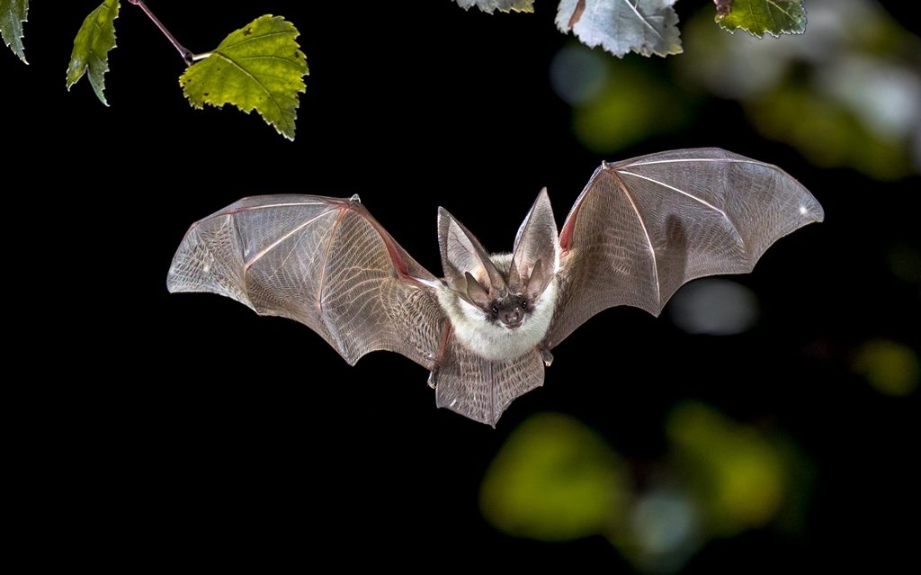 pipistrello