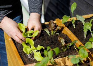 urban gardening 