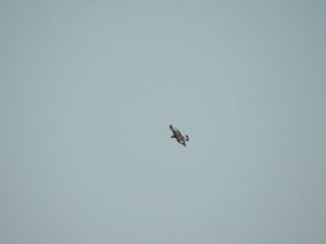 aquila reale milano