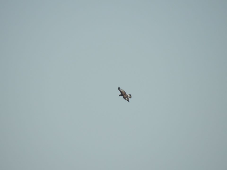 aquila reale milano