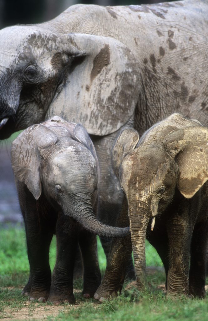 elefante della foresta