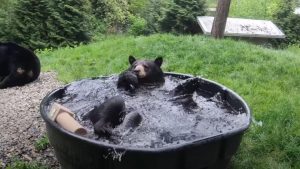 orso