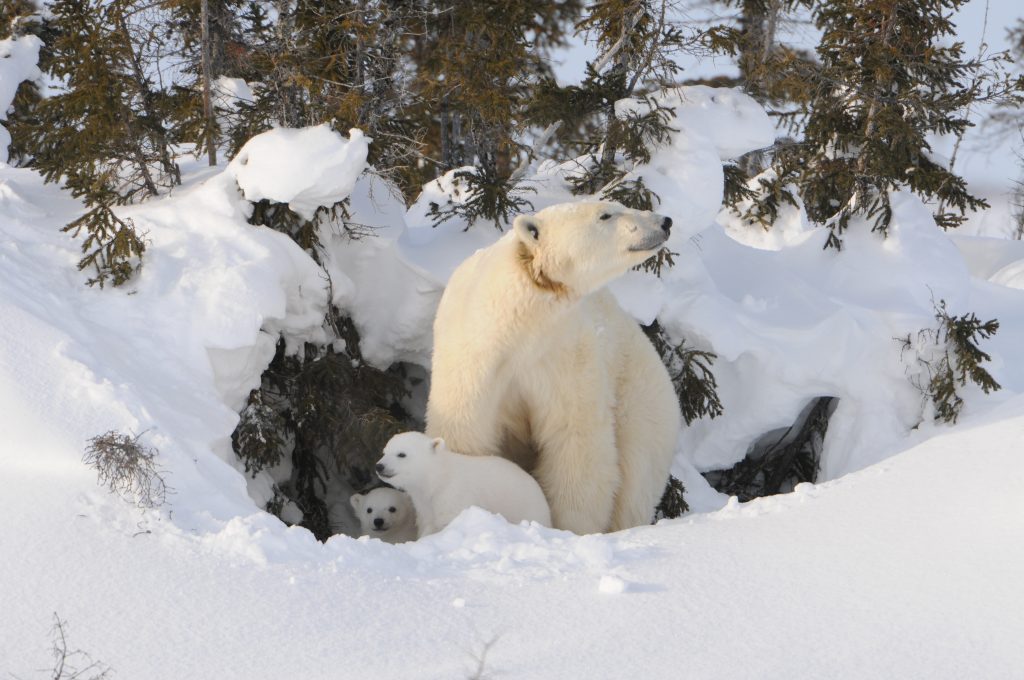 orso polare
