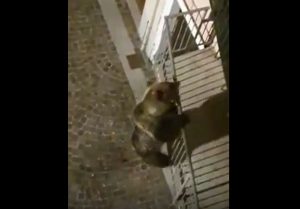 orso trentino