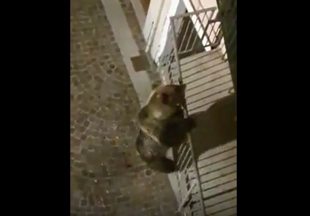 orso trentino