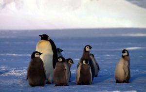 pinguini imperatore
