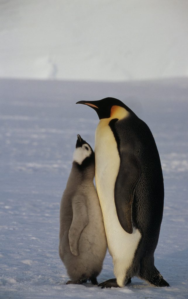 Credit: Fritz Pölking _WWF