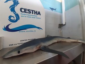 squalo cervia