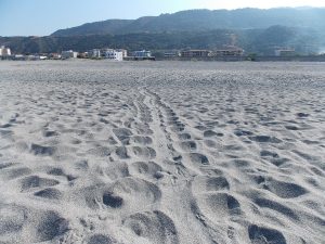 Caretta Traccia nido