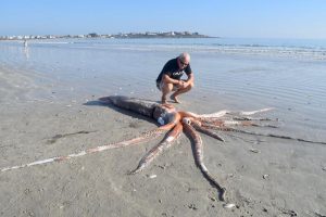calamaro gigante Sudafrica