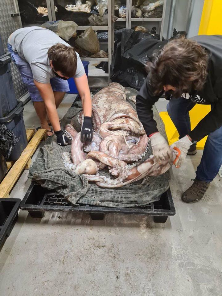 calamaro gigante Sudafrica