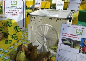 cimice asiatica