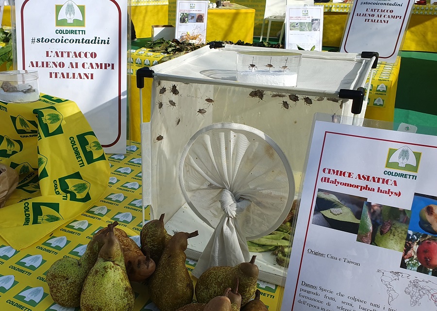 cimice asiatica