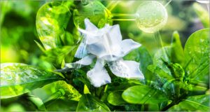 gardenia