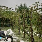 Maltempo Veneto, devastante grandinata a Gaiarine: chicchi di 5-6cm, strage di animali e piante [FOTO e VIDEO]