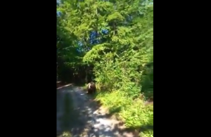 orso trentino