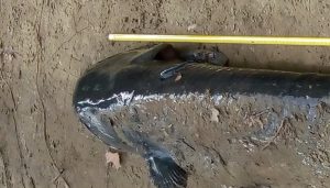 pesce siluro