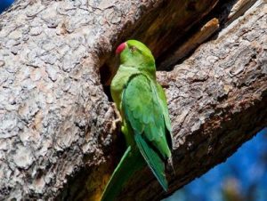 specie aliene invasive