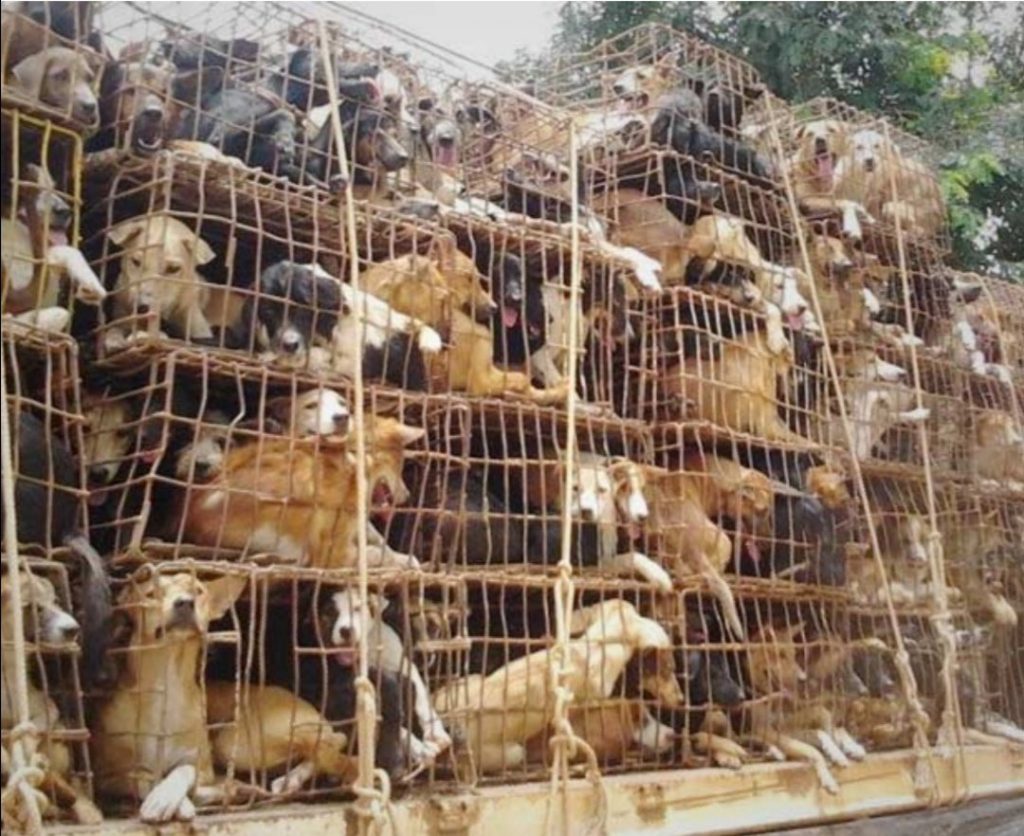yulin