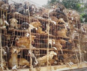 yulin