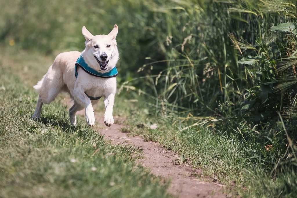 cane natura vacanze