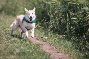 cane natura vacanze