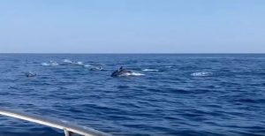 delfini brancaleone