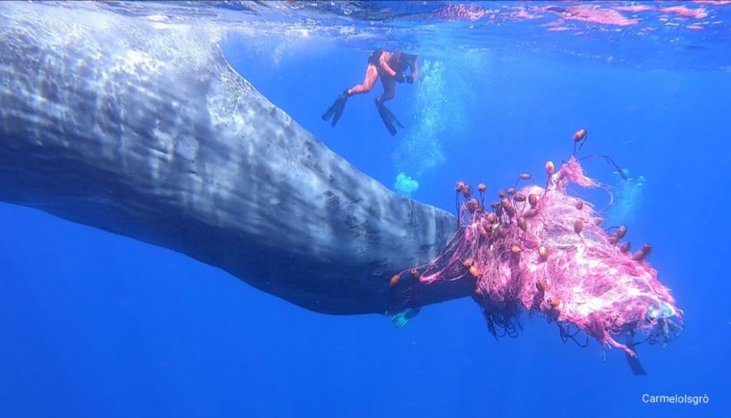 foto 1 © Carmelo Isgrò, biologo, direttore del MuMa-Museo del Mare di Milazzo